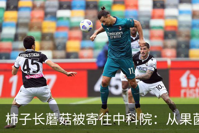 柿子长蘑菇被寄往中科院：从果菌王到好柿多蘑的全民科研